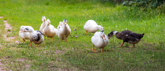 Ducks 