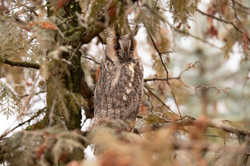 Long Eared Owl, Asio otus