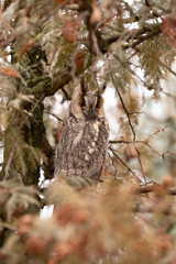 Long Eared Owl, Asio otus
