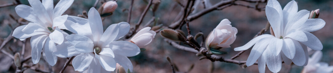 panorama white magnolia flower © lms_lms