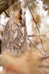 Long Eared Owl, Asio otus