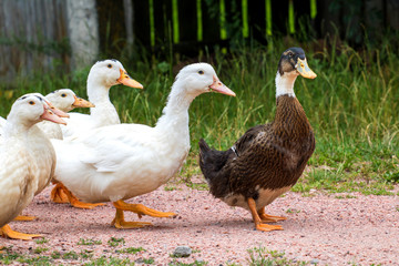 Ducks 