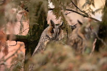 Long Eared Owl, Asio otus