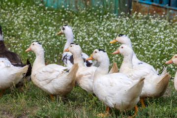 Ducks 