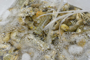 Fresh mantis shrimp