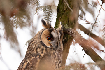 Long Eared Owl, Asio otus