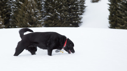 Black dog on the snow 