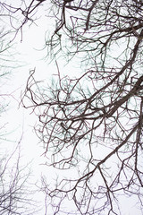 Tree branches without leaves with cloudy grey sky on background. Looks lonely. Vertical view