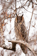 Long Eared Owl, Asio otus