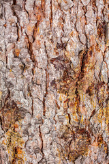 Macro view of wild pine bark