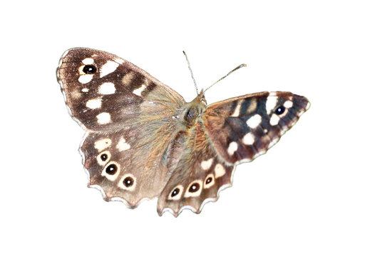 Speckled Wood butterfly cut out and isolated on a white background