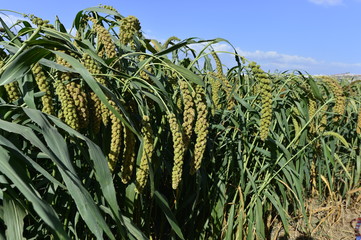 Millet in outdoor