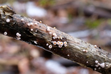 Leśne grzyby - wełniczka pasożytnicza (Lachnellula willkommii) - obrazy, fototapety, plakaty