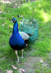 Obraz premium Peacock