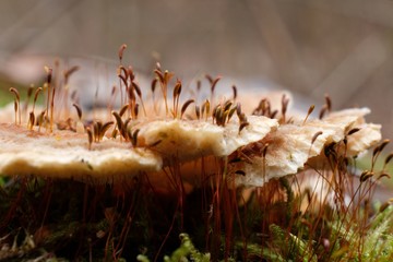Leśne grzyby - ciekawostka, łodyżki mchu przebijające się przez grzyba © Iwona