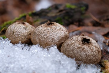 Leśne grzyby - purchawka chropowata (Lycoperdon perlatum) w śniegu