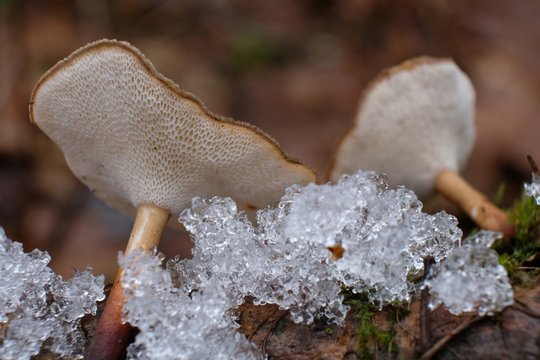 Leśne grzyby - żagiew zimowa (Lentinus brumalis)