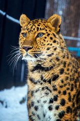 A young leopard looks intently at the potential prey.