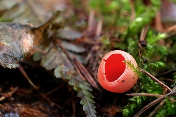 Leśne grzyby - czarka austriacka (Sarcoscypha austriaca) - obrazy, fototapety, plakaty