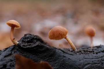 Leśne grzyby - trąbka zimowa (Tubaria furfuracea) © Iwona