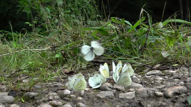 Kleiner Kohlwei&szlig;ling (Pieris rapae) bei Wasser- und Mineralienaufnahme an feuchter Stelle auf Waldweg