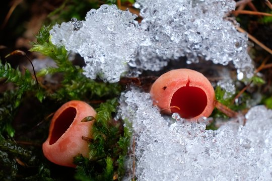 Leśne grzyby - czarka austriacka (Sarcoscypha austriaca)