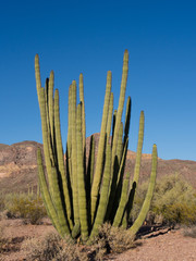 Organ pipe cactus of Sonora Desert