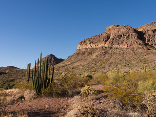 Organ pipe cactus of Sonora Desert
