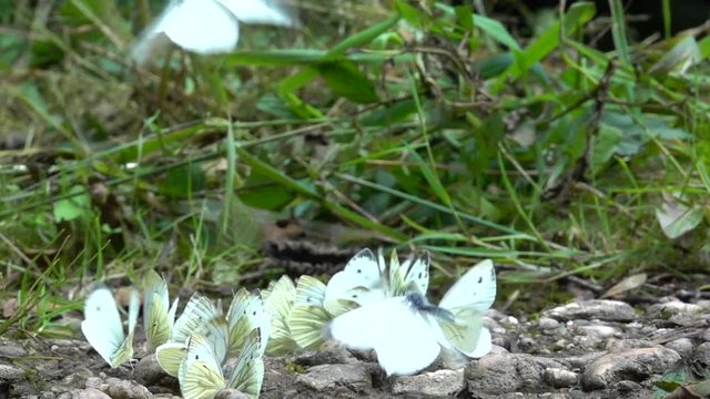 Kleiner Kohlwei&szlig;ling (Pieris rapae) bei Wasser- und Mineralienaufnahme an feuchter Stelle auf Waldweg