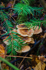 Mushrooms in the autumn forest under the tree