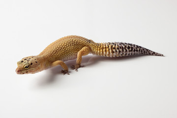 Eublepharis. Yellow gray gecko, close-up on a white background.