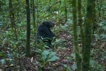 Fototapeta premium Chimpanzee Sitting in Green Forest