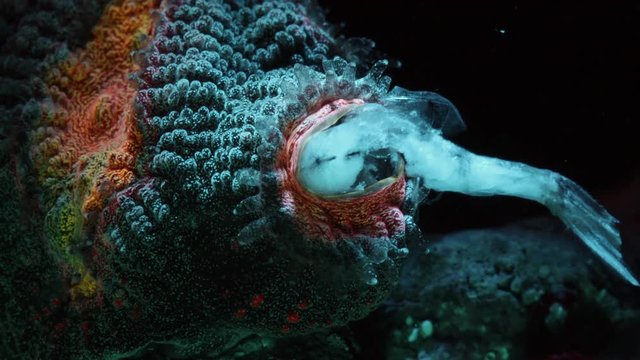 Babys Breath Favia Eating a Shrimp Macro Timelapse HD