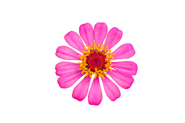 pink floral daisy flower isolated