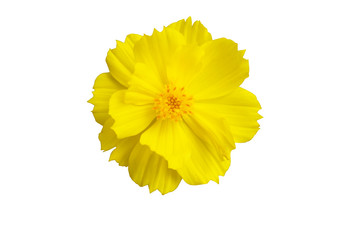 yellow petal flower isolate