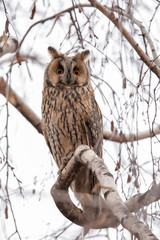 Long Eared Owl