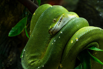 Green tree python  on a branch.