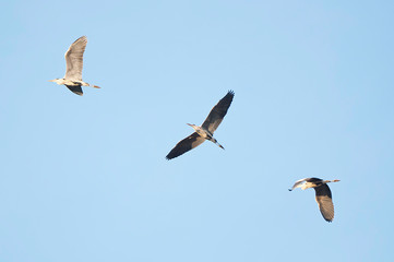 Herons flying