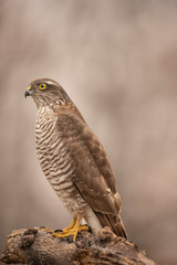 Sparrow Hawk, Accipiter nisus