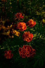 flowers - flower garden