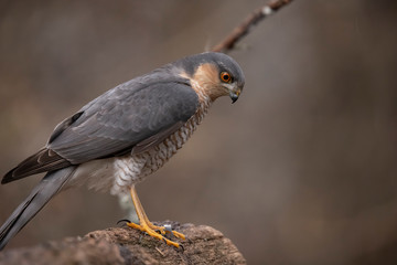 Sparrow Hawk, Accipiter nisus
