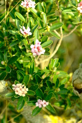 green leafy small flowers and buds