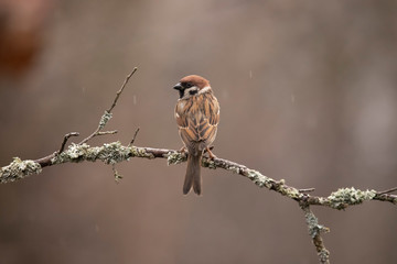 Tree Sparrow, Passer montanus