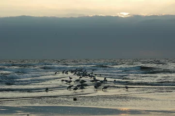 Deurstickers seagulls at the beach © Marie