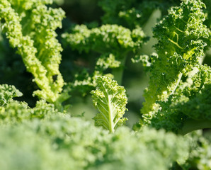 Kale, leaf cabbage
