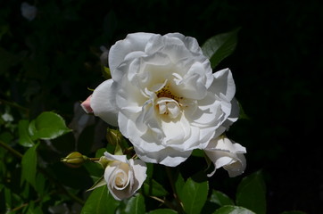 Delicate white rose in full bloom in a garden during summer