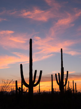  Saguaro Cactus of the Saguaro national park © 夕志 大沢
