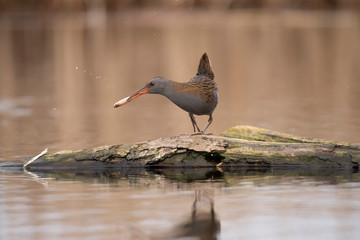 Water Rail,  Rallus aquaticus