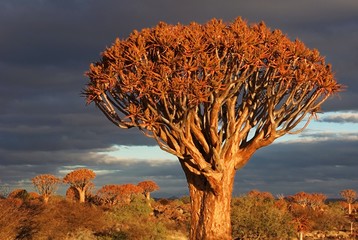 Quiver tree sunrise