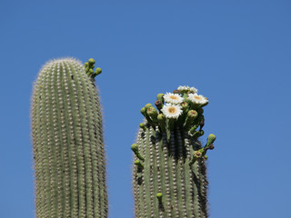  Saguaro Cactus of the Saguaro national park